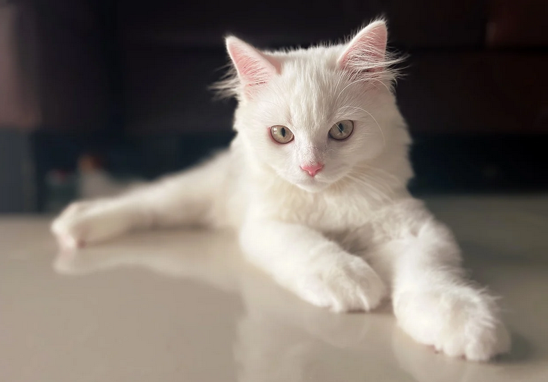 Chaton blanc